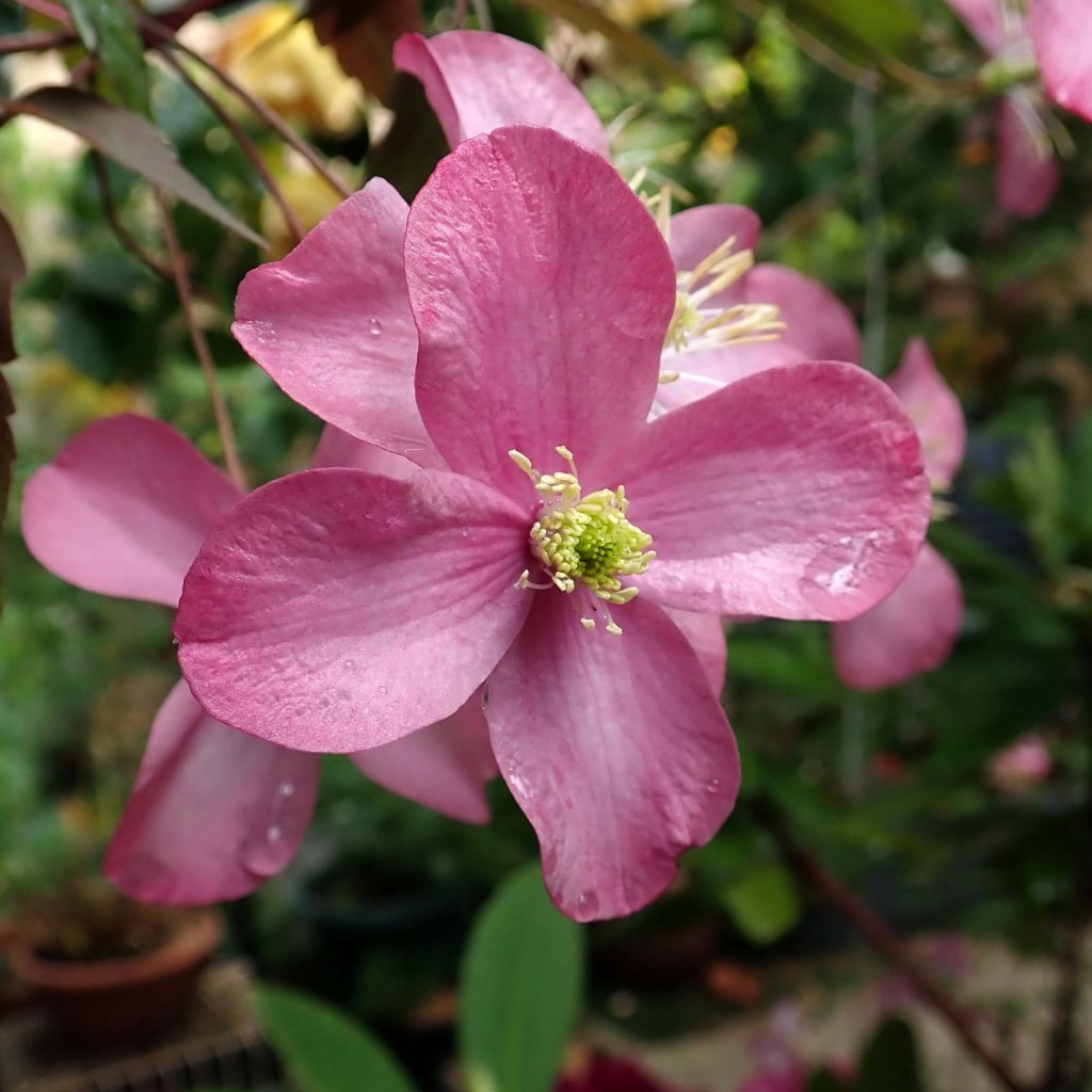Bjerg-Skovranke. Planten bruges ofte i haver og parker og pergolaer Latinske navn: Clematis montana &apos;Freda&apos;