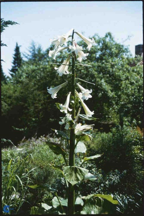 Cardiocrinum giganteum, Kæmpelilje, Højde. indtil 200 cm Farve: hvid tragtformede duftende blomster. Smukke frøstande Blomstringsmåned: juli-august Lys: Halvskygge Solitærplante til skovbunden. Bør vinterdækkes