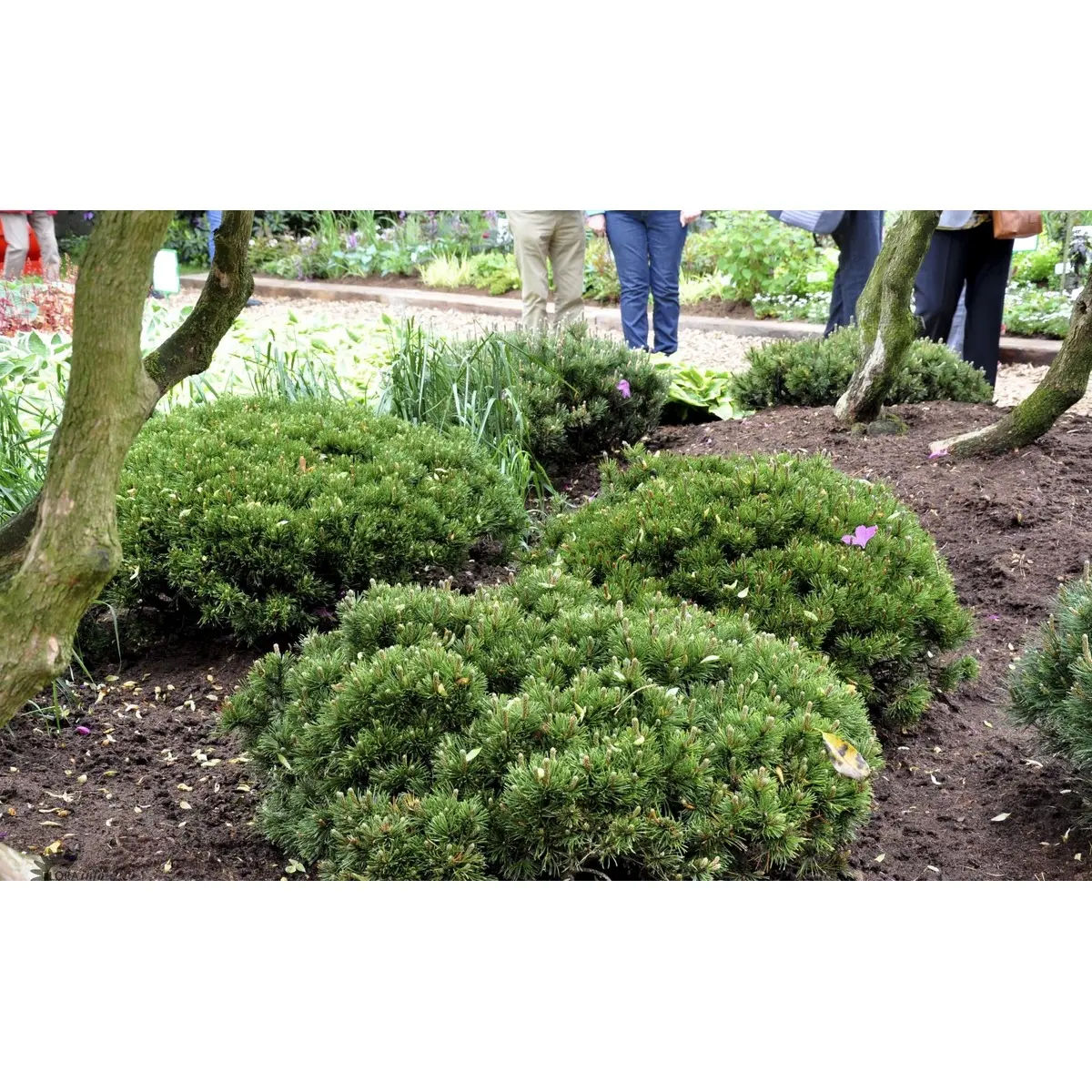 Krybende Bjergfyr &apos;Pumilio&apos;