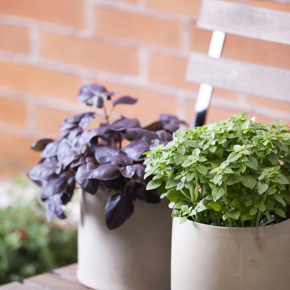 Rød Basilikum Rosie Øko