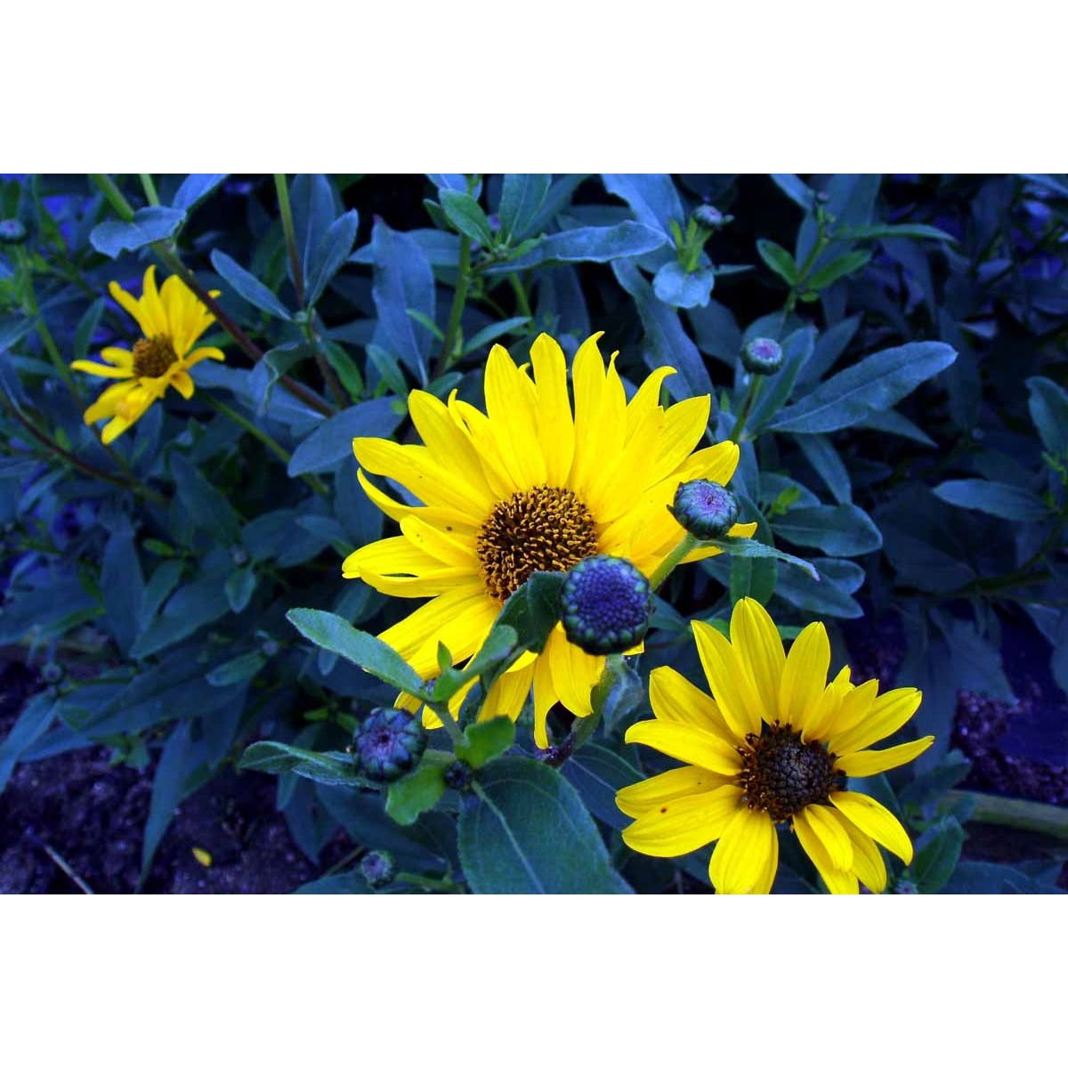 Staudesolsikke &apos;Miss Mellish&apos;