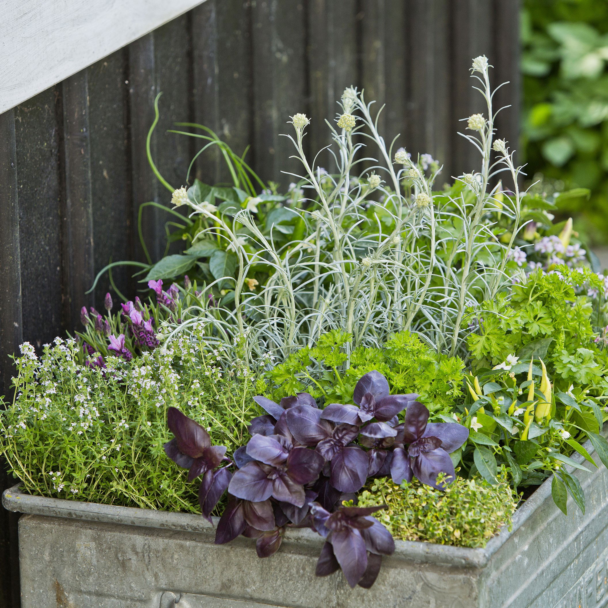 Rød Basilikum Rosie Øko