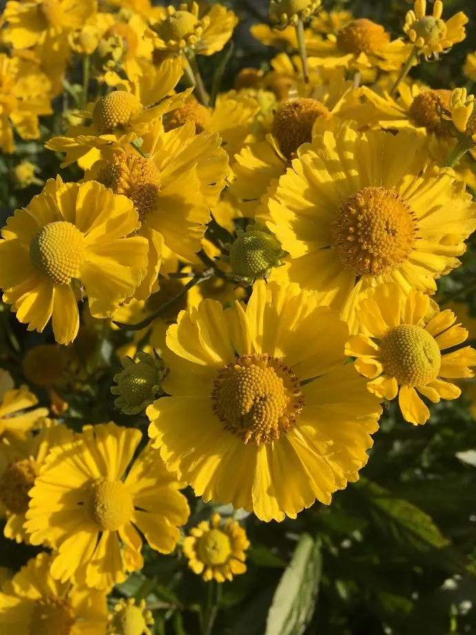 Solbrud 'Lemon Sundae'