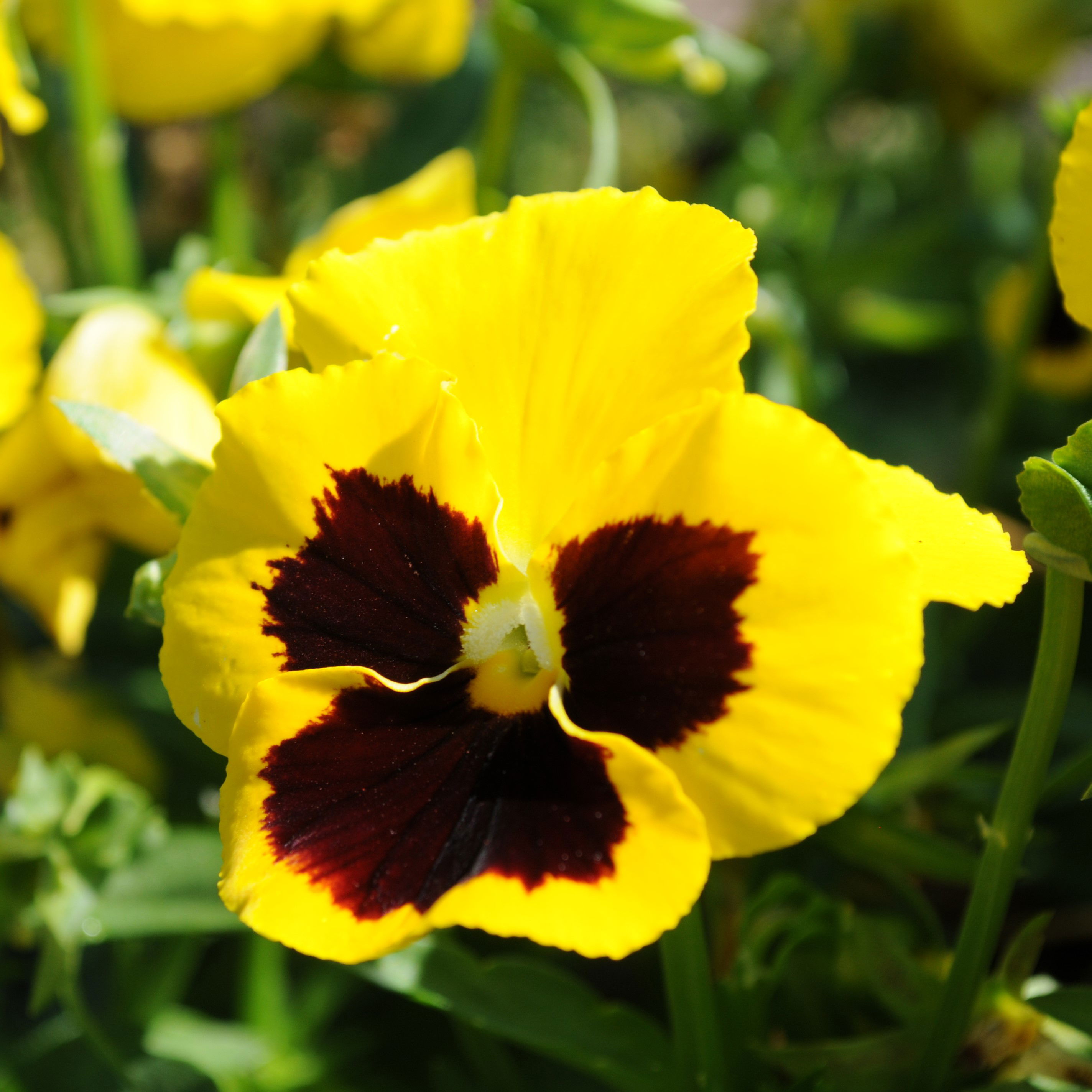 Stedmoder Hiemalis Mix