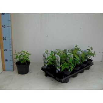 Citronverbena - Potte 1 liter