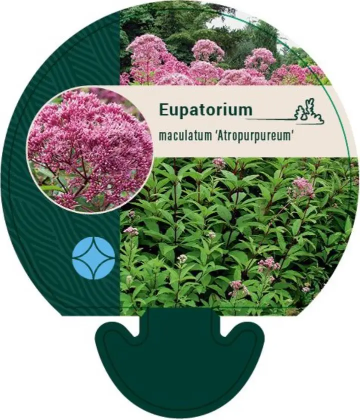 Hjortetrøst 'Atropurpureum' - Potte 0,8 Liter