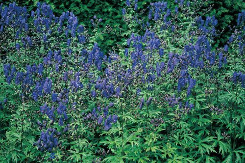 Aconitum henryi Sparks Variety, Stormhat Sparks Variety, 125 cm høj staude Blomster i stærkt forgrenet blomsterstand Blomsterne er mørk blå Blomstrer i juli-august Alle plantedele er giftige Trives bedst i sol-halvskygge 6 planter pr. m2