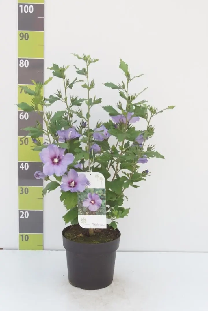 Syrisk Rose 'Marina'