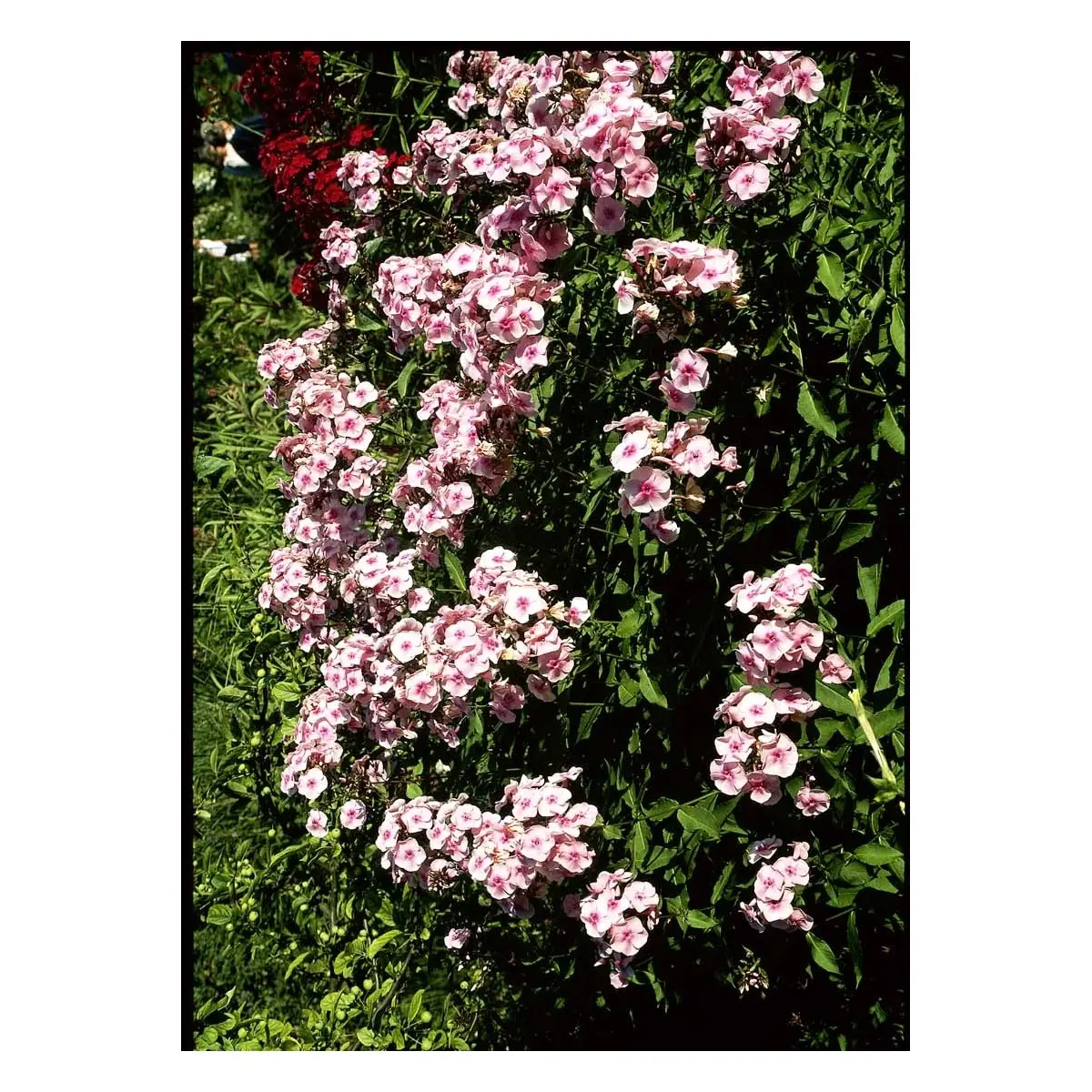 Høstfloks &apos;Bright Eyes&apos;