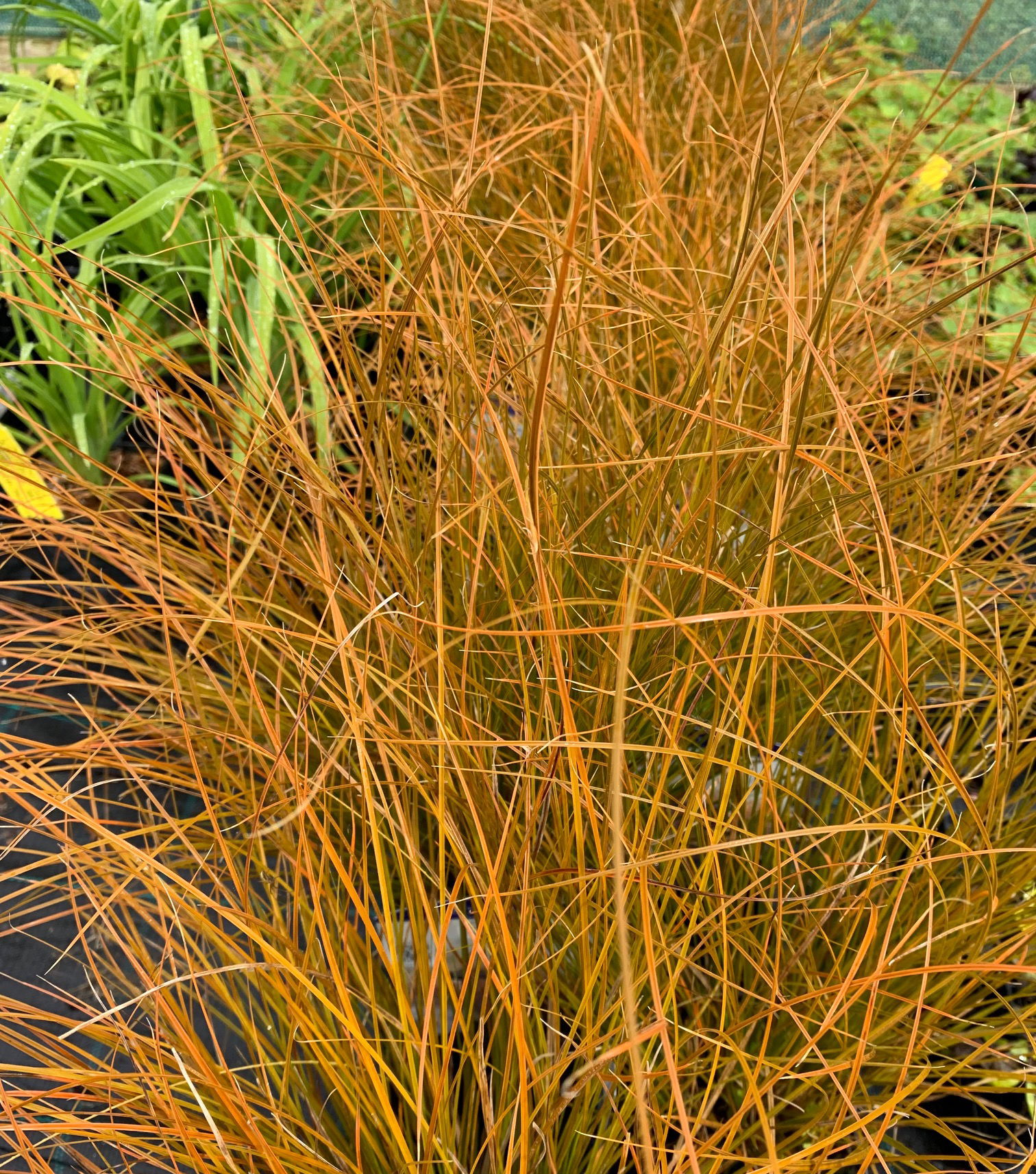 Star 'Prairie Fire' - Potte 5,0 liter