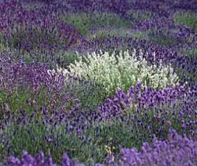 Lavendel 'Alba' - Potte 0,8 Liter