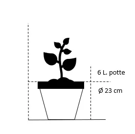 Sommerfuglebusk Buzz 'Midnight'