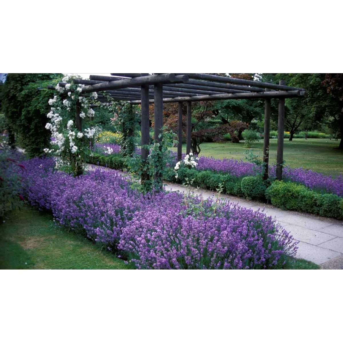 Lavendel 'Munstead' - 10 cm. Potte