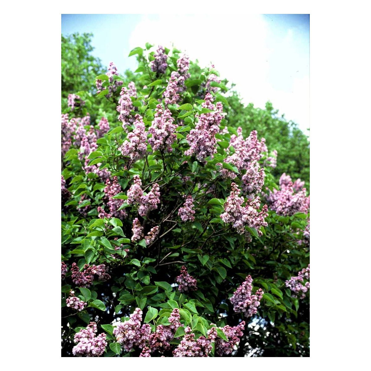 &apos;Katherine Havemeyer&apos;