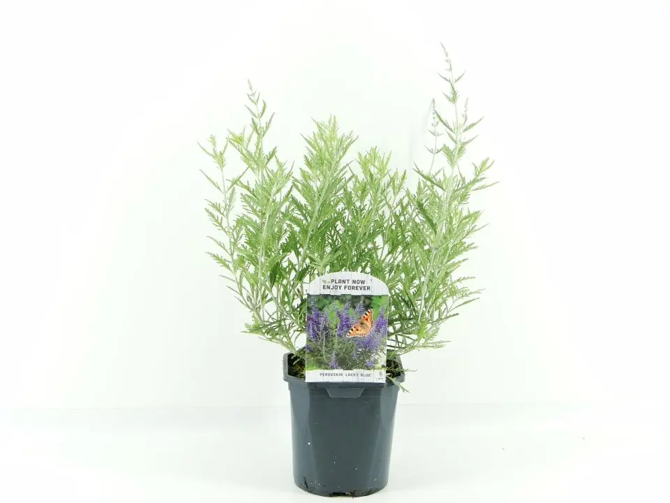 Russisk Salvie 'Lacey Blue' - Potte 2,0 liter