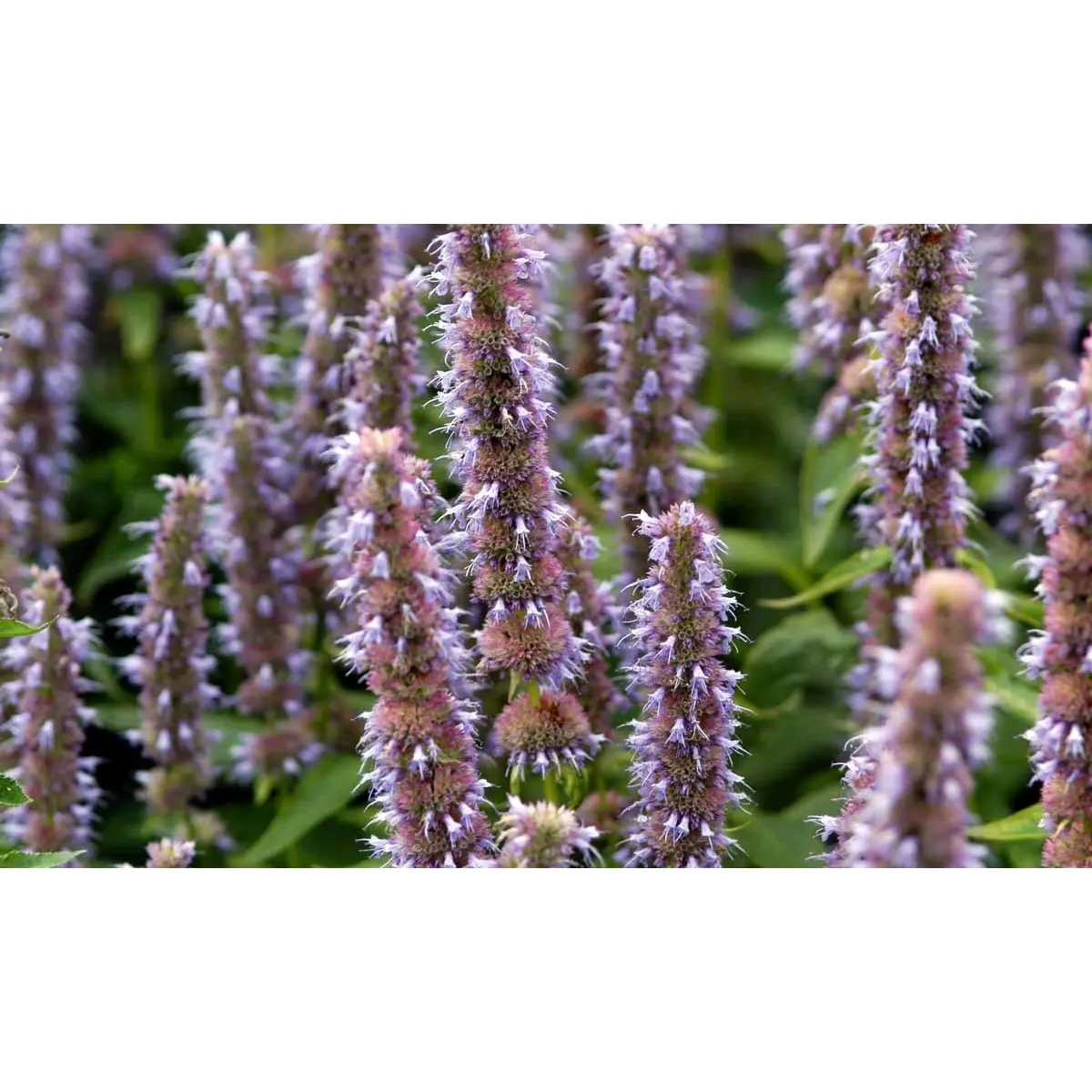 Anis Isop &apos;Blue Fortune&apos;