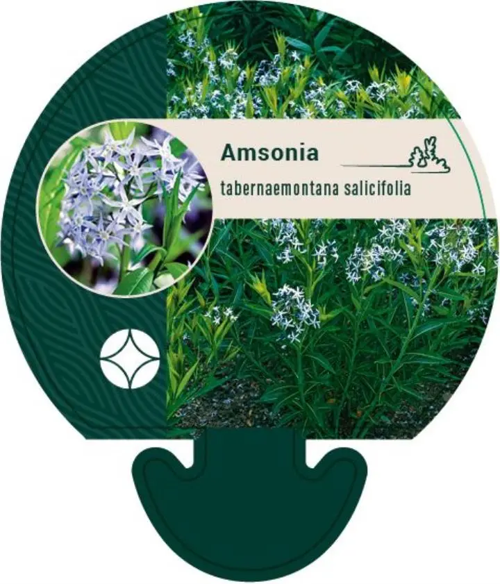 Amsonia tabernaemontana (salicifolia) - Potte 0,8 Liter