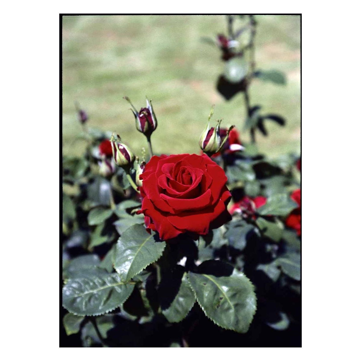 &apos;Courage&apos;™