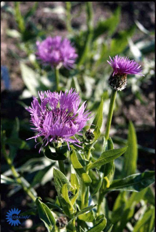 Centaurea montana Rosea, Bjerg-Knopurt Rosea, Lyskrav: sol til halvskygge Farve: rosa Højde: 50-60 cm. Blomstringsmåned: 6-8 Antal pr. m2.: 6