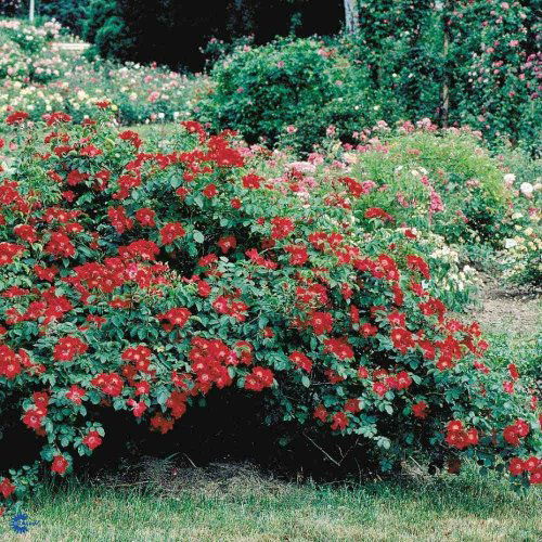 Rosa rugosa Rote Max Graf, Rynket rose Rote Max Graf, Buskrose Tæt og meget bred vækst Mørkegrønne, skinnende og læderagtige blade Bladene får smukke efterårsfarver Mellemstore, enkle, lysende rød til karminrøde blomster med islæt af orange i juli-aug Sva