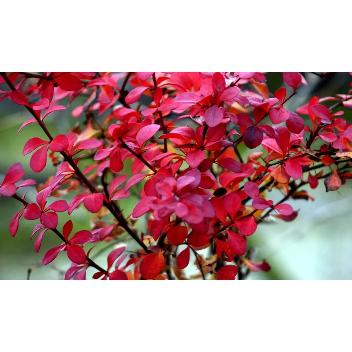 Grøn Berberis til hæk