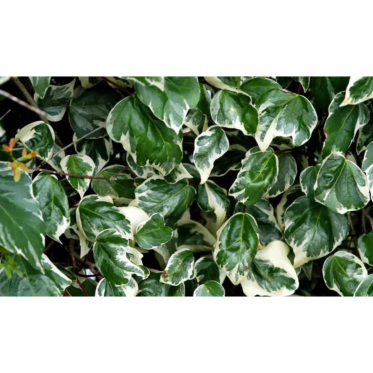 Algiersk Efeu &apos;Gloire de Marengo&apos;