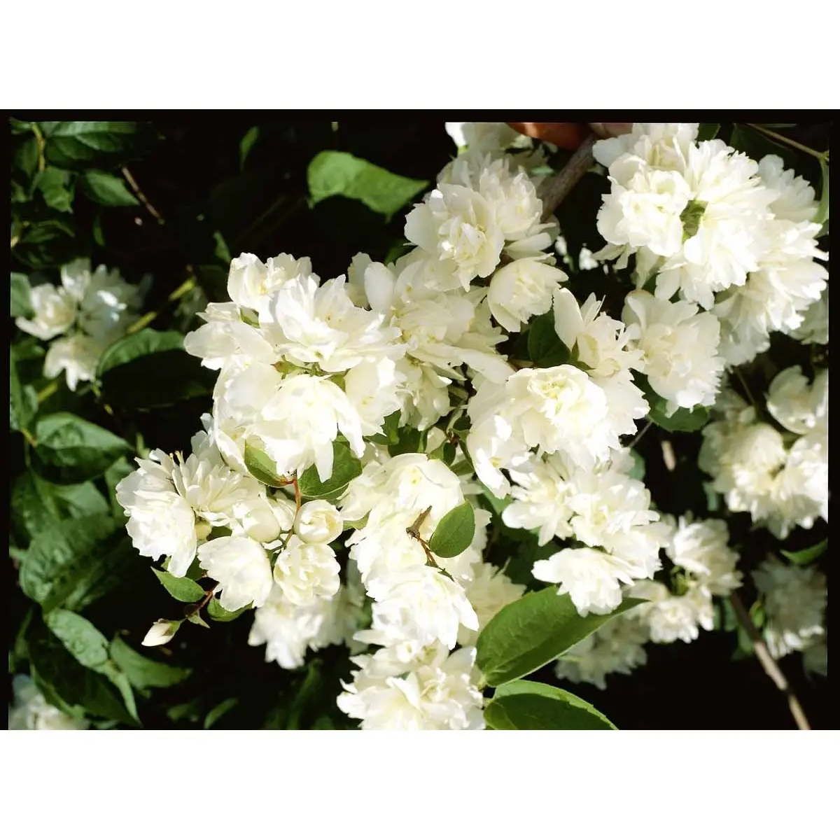 Uægte Jasmin &apos;Schneesturm&apos;