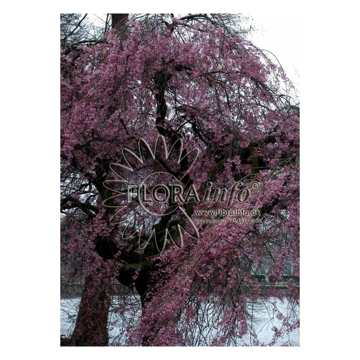 Prunus subhirtella Penula Rubra, Japansk hængekirsebær, Mellemhøjt, løvfældende træ, som bliver 2-3 m højt og 0,9-1,2 m bredt. Blomstrer i april-maj måned. Små sartrosa blomster. Trives i sol/halvskygge. Vokser i almindelig næringsrig havejord. Middeltvok