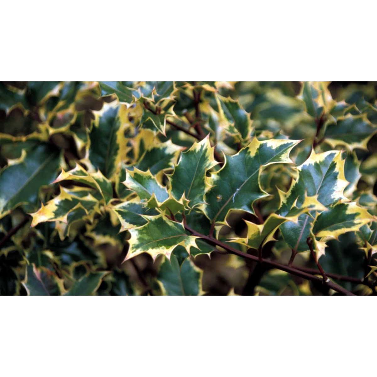 Gulbroget Kristtjørn