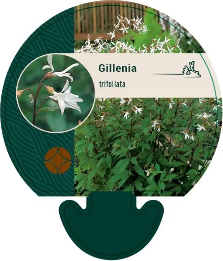 Sommerfugleblomst - Potte 0,8 Liter