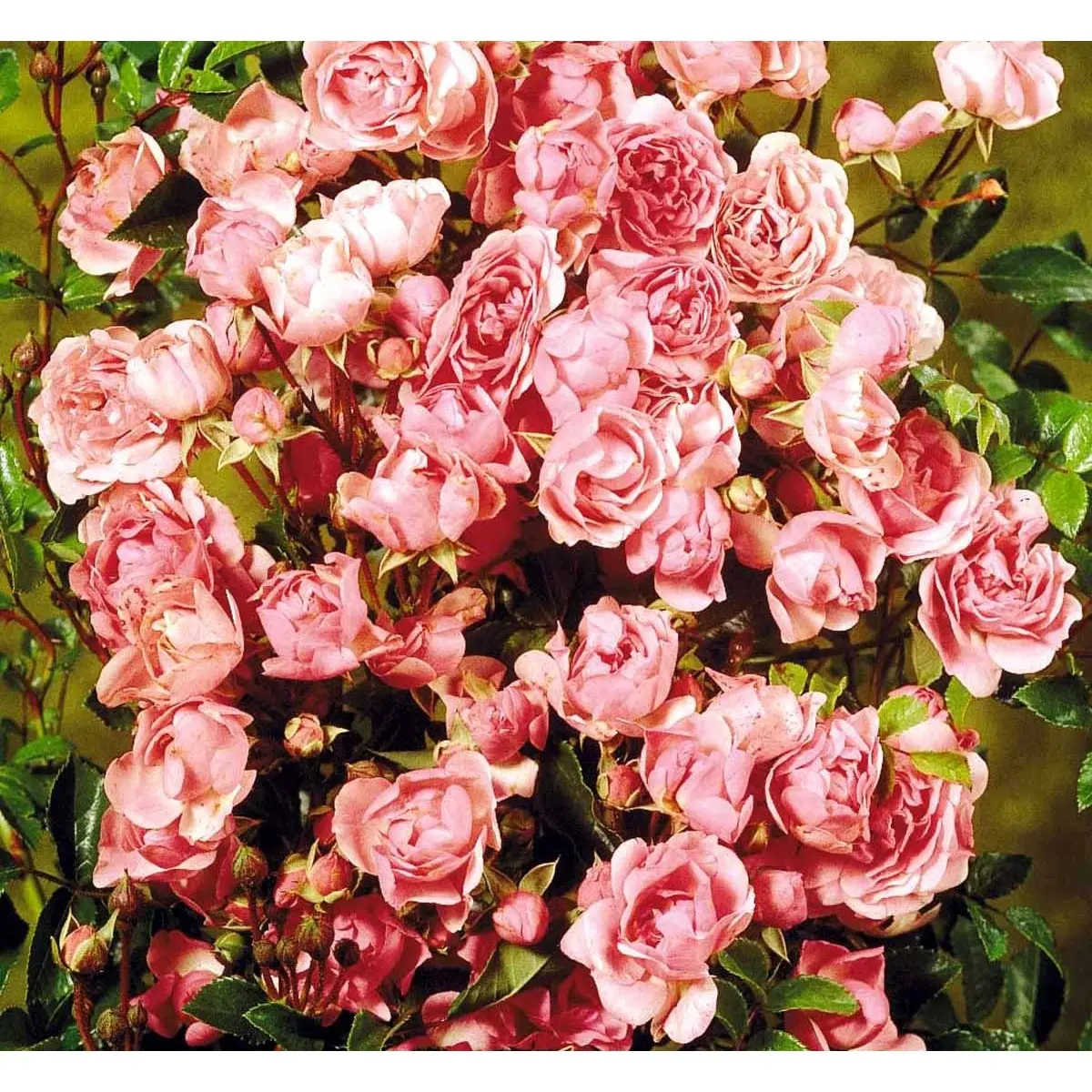 &apos;Bayernland Cover&apos;®