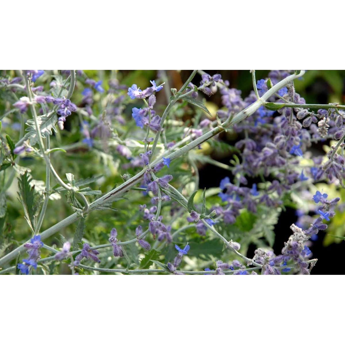 Russisk Salvie &apos;Little Spire&apos;