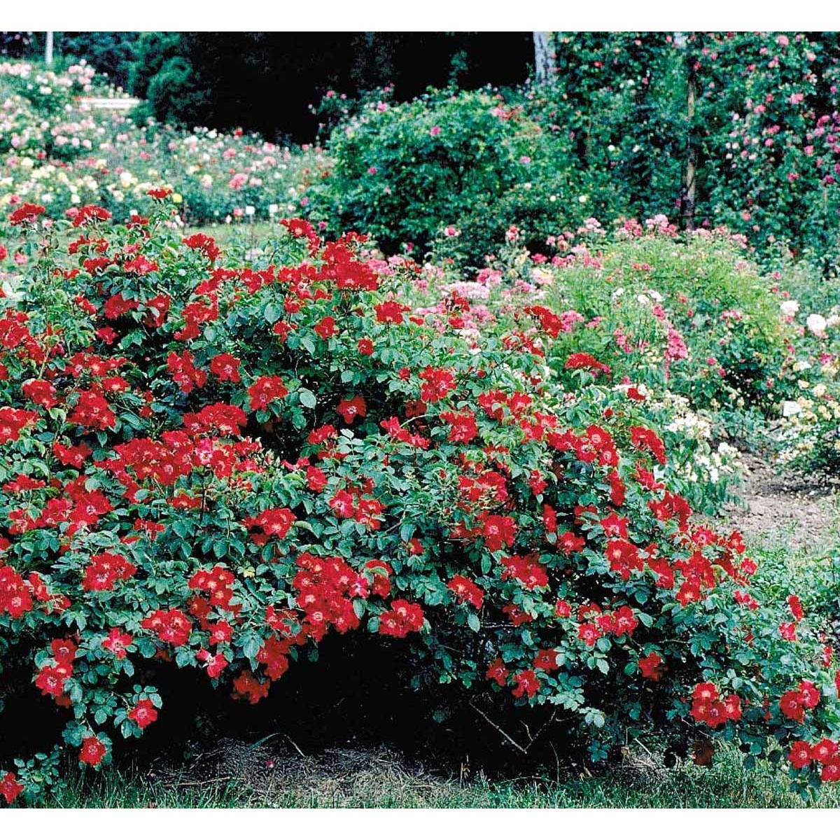 Rynket rose &apos;Rote Max Graf&apos;