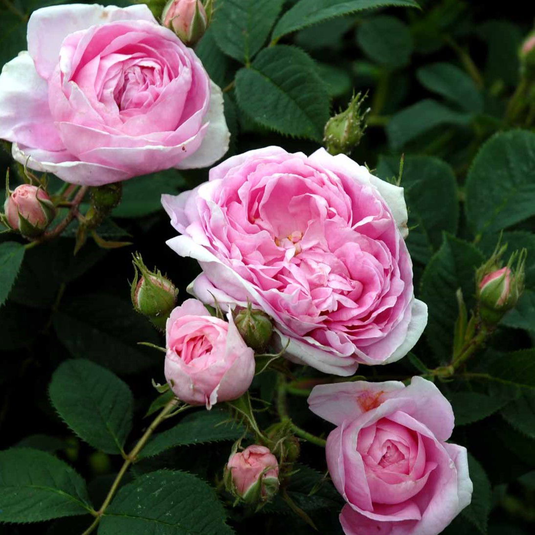 Dronningen af Danmark syn. Königin von Dänemark