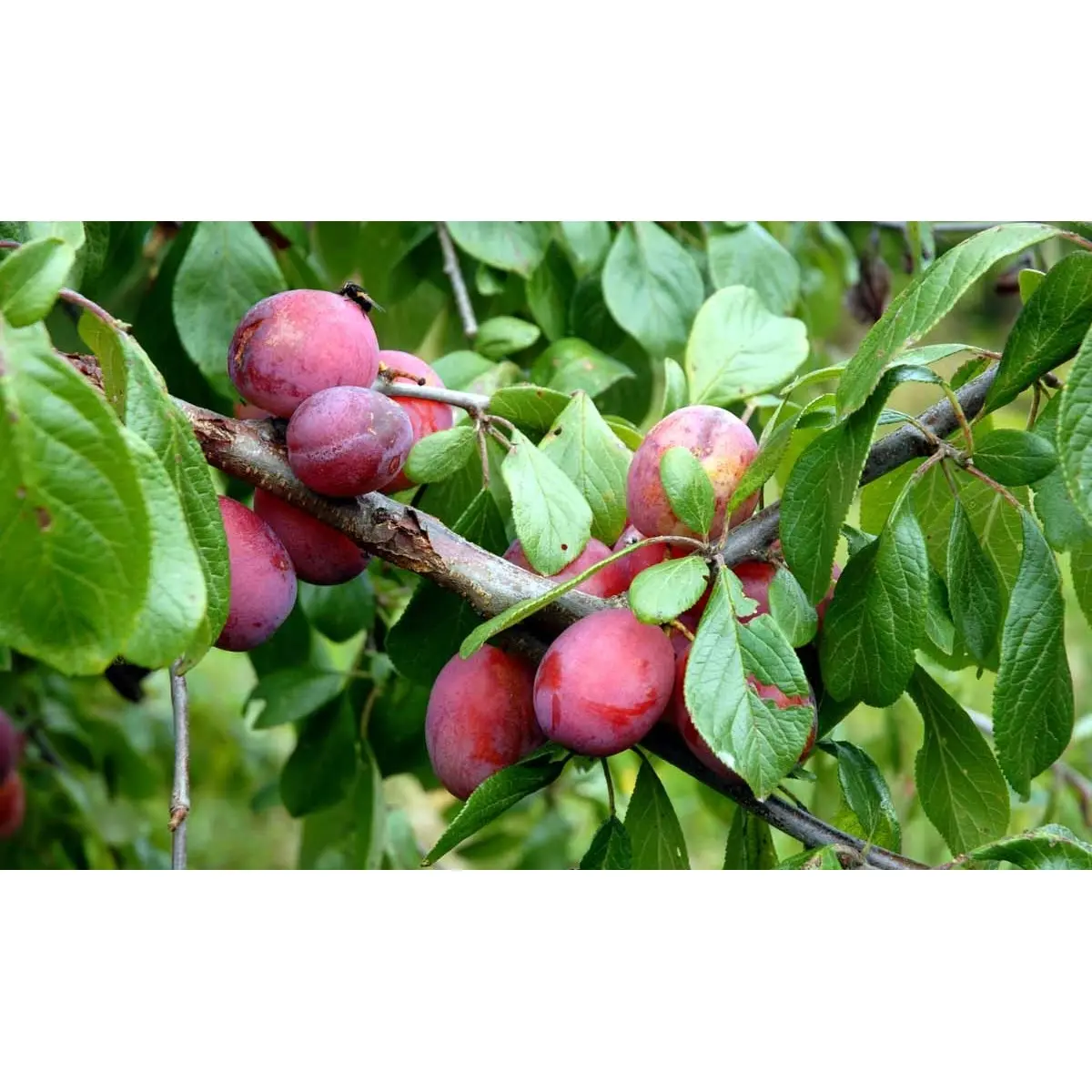 Blomme &#39;Opal&#39; - 4-8 grene, Potte 10 liter 140-180 cm. (S.J.-A)  (middelstørrelse træer)