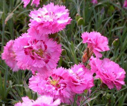 Dianthus plumarius Maggie, Fjernellike Maggie, Lav staude, 20 cm. Stenplante. Linjeformede blågrå blade. Stedsegrøn. Duftende ofte let frynsede mørkrosa, fyldte blomster i juni-juli. Fuld sol. Tåler tørke. Snitblomst.
