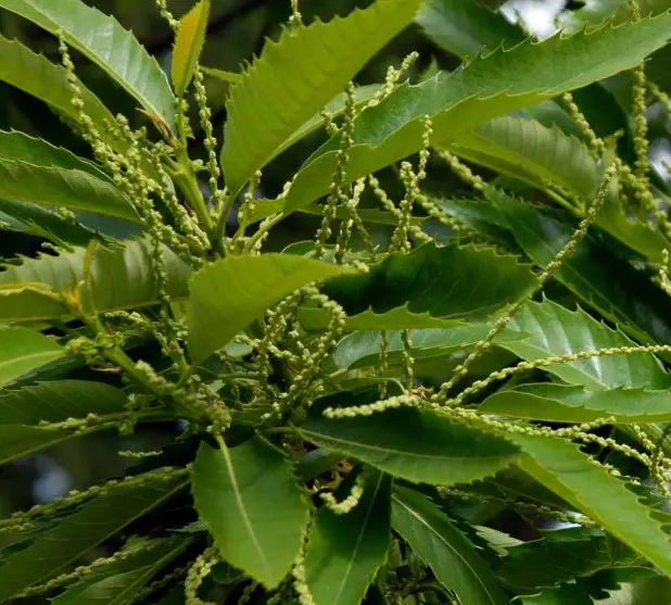 Ægte kastanje &#39;Maraval&#39; - Opbundet til ca. 150 cm. Med Potte