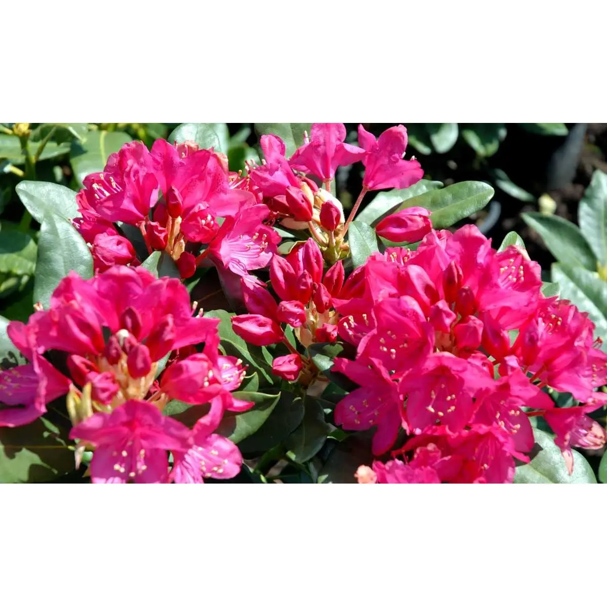 &apos;Nova Zembla&apos;