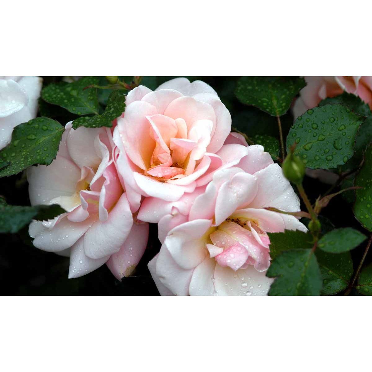 &apos;Rosenborg&apos;™