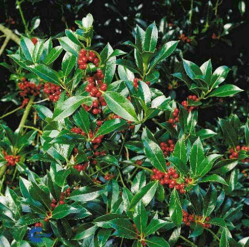 Ilex aquifolium Pyramidalis, Kristtorn Pyramidalis, Barkfarve / Grene: Grålig Bestøvning: Han - og hunplanter Blad / Nåle: Hvælvede Blad / Nåle farve: Mørkegrønne Blomster str.: Små Blomsterfarve: Hvide Blomstringstid 1: Maj - Juni Bredde: 2 - 3 meter Fru