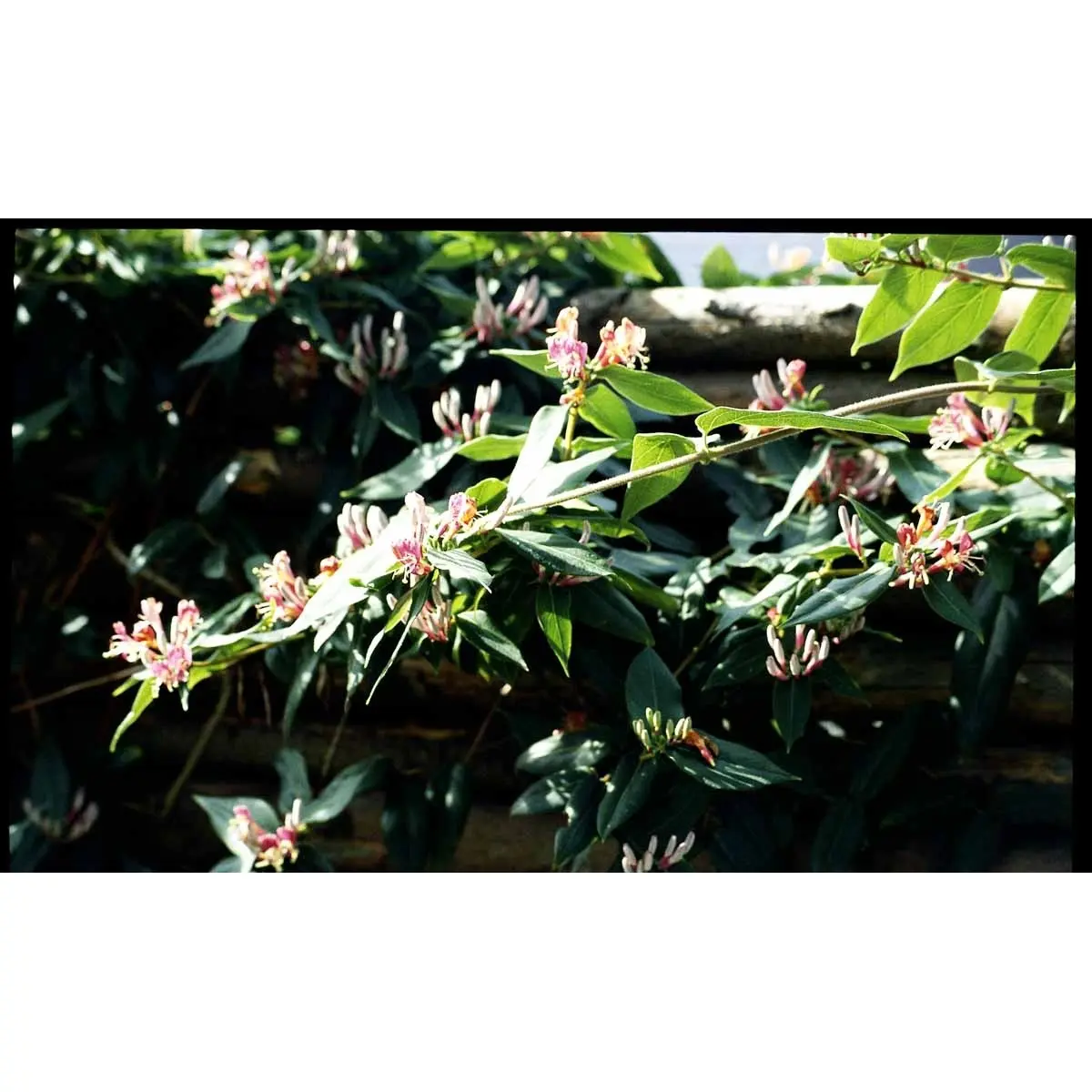 Stedsegrøn Kaprifolie