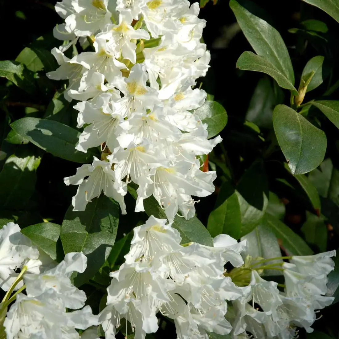 Rhododendron Cunningham&apos;s White