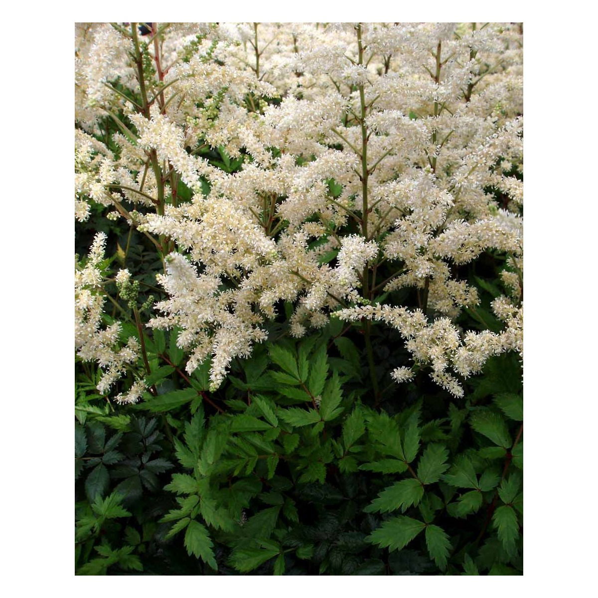 Astilbe 'Diamant' - Potte 1 liter