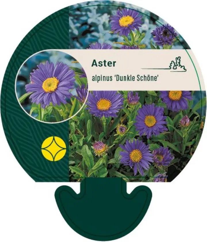 Alpeasters 'Dunkle Schöne' - Potte 0,8 Liter