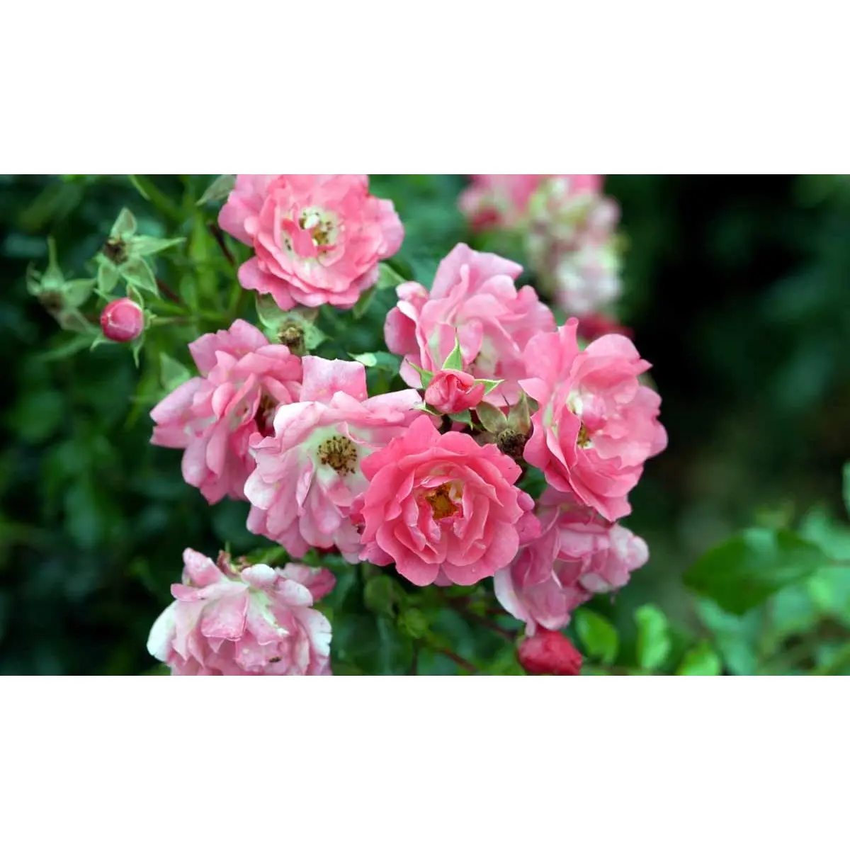 &apos;Heidetraum&apos;