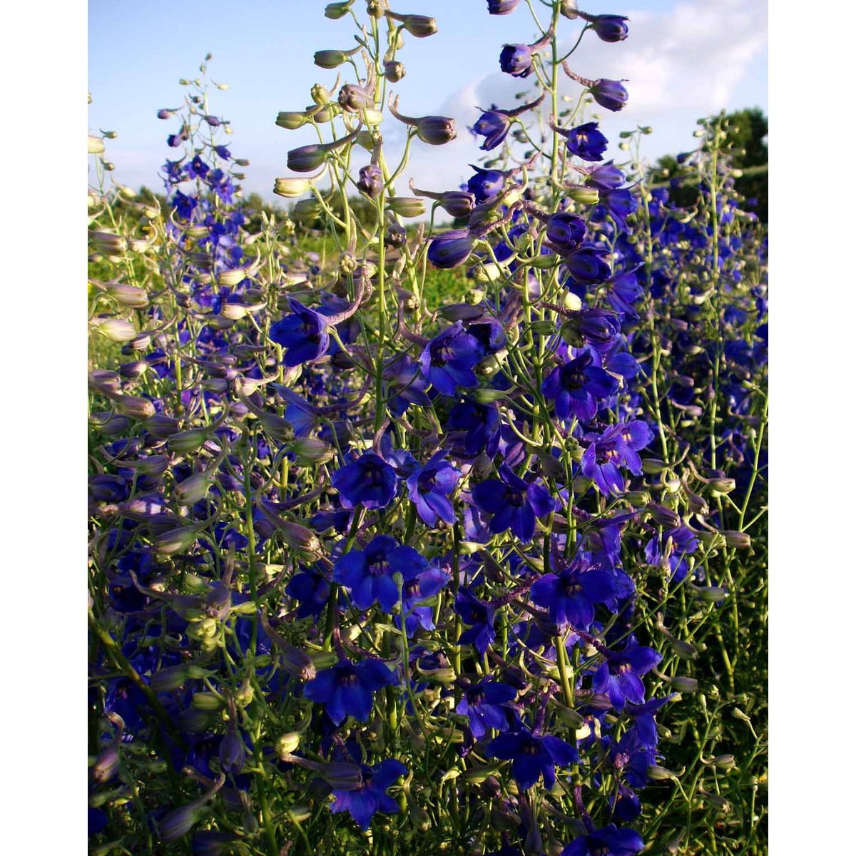 Ridderspore 'Völkerfrieden'