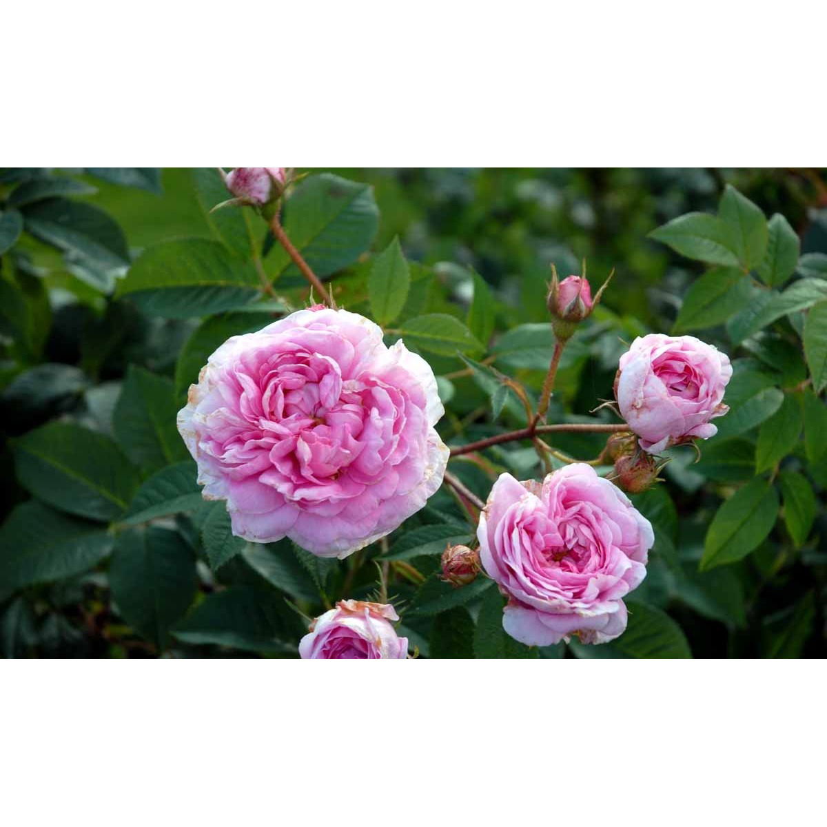 &apos;Dronningen af Danmark&apos;