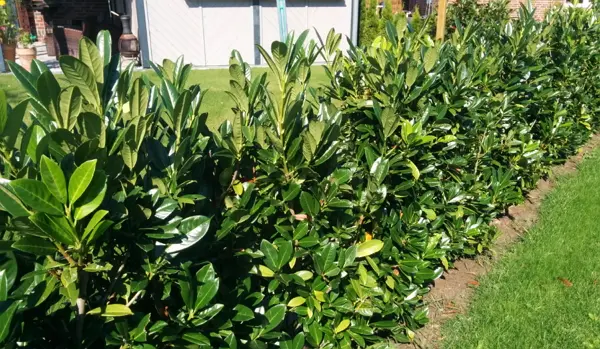 Kirsebærlaurbær 'Genolia'