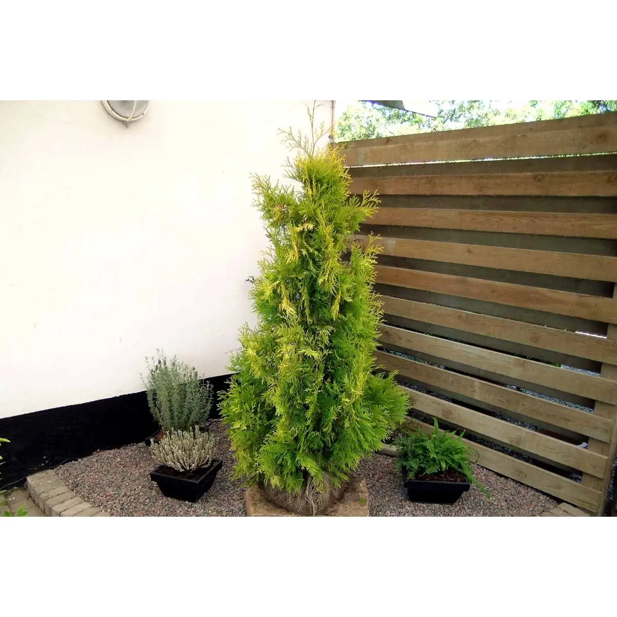 Almindelig Thuja &apos;Yellow Ribbon&apos;