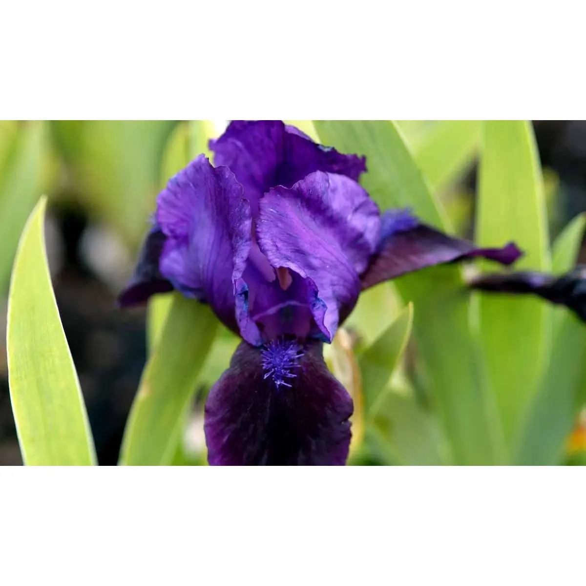 Dværg-Iris - Potte 1 liter